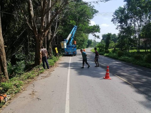 ประสานทาง อบจสุราษฎร์ธานี ขอรถกระเช้ามาตัดไม้ผุ บริเวณถนนหมู่ที่ 2ตำบลนาใต้